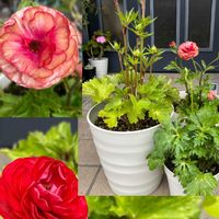 カランコエ,ゼラニウム,ベロニカ・オックスフォードブルー,八重咲きクリスマスローズ,ラナンキュラス　ラックスの画像