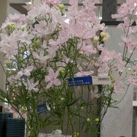 デルフィニウム,エリオステモンプロファッション,クモマグサ（雲間草）,お花屋さんの店先で,トイレ・洗面所の画像
