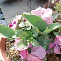 パンジー,パンジー,アスパラ,アスパラガス,チューリップの芽の画像