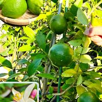 ハナニラ,イチゴ,イチゴ,レモン,レモンの画像