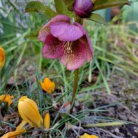 クリスマスローズ,クロッカス,開花,多年草,大好きな花の画像
