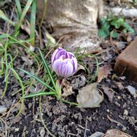 クロッカス,開花,球根植物,植えっぱなし,大好きな花の画像