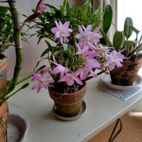 デンドロビウム,大好きな花,花ざかり,洋らんの画像