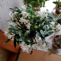 デンドロビウム,大好きな花,花ざかり,洋らんの画像