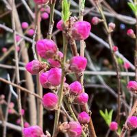 ハナモモ,モモ,ピンクの花,ありがとうおめでとう,可能性は無限大の画像