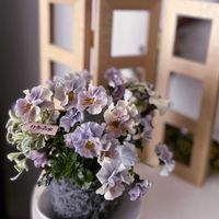 ビオラ,苔玉,ビオラ・パンジー,季節を楽しむの画像