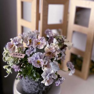 ビオラ,苔玉,ビオラ・パンジー,季節を楽しむの画像