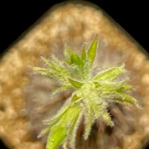 魔界玉,pachypodium makayense,カクタス広瀬,金曜日の蕾たち,窓辺の画像