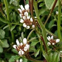 タネツケバナの画像