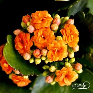 カーネーション,カーネーション,カランコエ,カランコエ,カランコエの画像