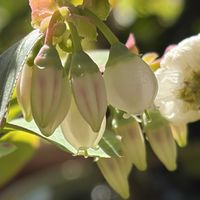 ニワザクラ,リトープス,クレマチス ペトリエイ,ブルーベリー ラビットアイ系,シラーペルビアナの画像