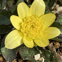 クロッカス,クリスマスローズ ニゲル,ヒメリュウキンカ コーヒークリーム,カラスバヒメリュウキンカ,地植えの画像