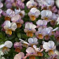 ビオラ,寄せ植え,癒される,素敵な色合い,おうち園芸の画像