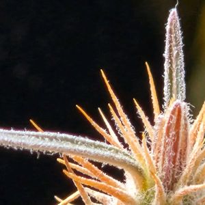 パキポディウム・グラキリス,塊根植物,コーデックス,いただきもの,狭いベランダの画像