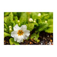 プリムラ,プリムラ　ジュリアン,白い花,植木鉢,サクラソウ科の画像