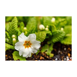 プリムラ,プリムラ　ジュリアン,白い花,植木鉢,サクラソウ科の画像