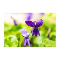 ニオイスミレ,プランター,多年草,紫色の花,庭の画像