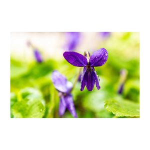 ニオイスミレ,プランター,多年草,紫色の花,庭の画像