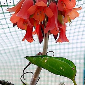 ラナンキュラスラックス,ラナンキュラス　リビエラ　フェスティバル,ラナンキュラス　リビエラ　フェスティバル,ラナンキュラスラックス アルテミス,沖縄　錦蝶（きんちょう）の画像