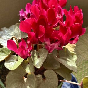 シクラメン,シクラメン プラチナリーフ アフロディーテ,花のある暮らし,窓辺の画像