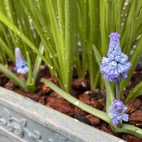 ムスカリ,ムスカリ,寄せ植え,小花会,みんな最高の画像