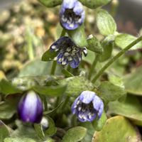 イチゴ,イチゴ,クレマチス,クレマチス,タイツリソウの画像