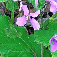 ムラサキハナナの画像