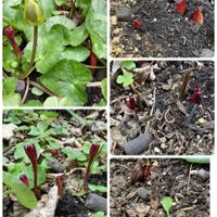 シャクヤク,花のある暮らし,庭の宿根草,花木と宿根草の庭,小さな庭の画像