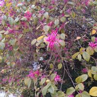 ベニバナトキワマンサクの画像