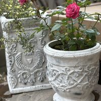 クレマチス,ミニバラ,クレマチス ペトリエイ,ミニバラ ラベンダーコルダーナ,コベントガーデンの雑貨の画像