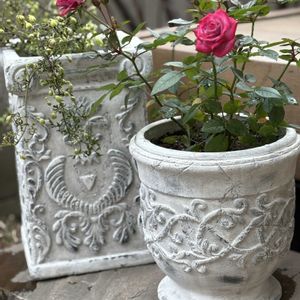 クレマチス,ミニバラ,クレマチス ペトリエイ,ミニバラ ラベンダーコルダーナ,コベントガーデンの雑貨の画像