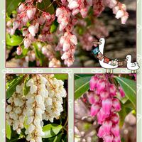 アセビ,満開,季節の花,素敵な出会いに感謝,歩道の画像