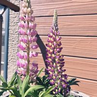 ルピナス,葉っぱのある暮らし,ピンクのお花,春のお花,紫のお花の画像