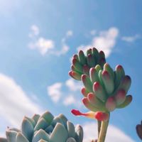 乙女心,ユニフロルム,謎ベリア♡,セダム属,パキフィツムの画像