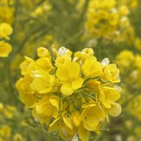 菜の花,ランチ,２０２０年５月同期,能登半島の復興を願いますの画像