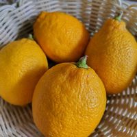 レモン,檸檬の実,レモン(檸檬),鉢植え,地植えの画像