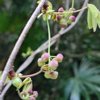 アケビ,つる性植物,山野草,野草,素敵な出会いの画像