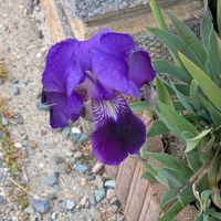 ジャーマンアイリス,ご近所散歩,今日のお散歩,歩くの大好き♡の画像