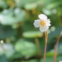 シラユキゲシ,シラユキゲシ,ムラサキケマン,シラユキゲシ(白雪芥子),シラユキゲシ(白雪芥子)の画像