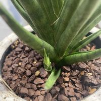 サンスベリア,サンスベリア属,会社の癒しの画像