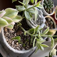 ベビーサンローズ,青鎖竜,リプサリス,リプサリス,ミルクゥージの画像