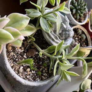 ベビーサンローズ,青鎖竜,リプサリス,リプサリス,ミルクゥージの画像