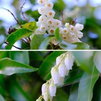 アセビ,広い庭の画像