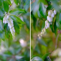 アセビ,広い庭の画像