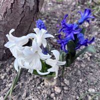 ドクダミ,ヒヤシンス,ラナンキュラス　ラックス,ビオラ　おかめももか,ラナンキュラスラックス ヘスティアの画像