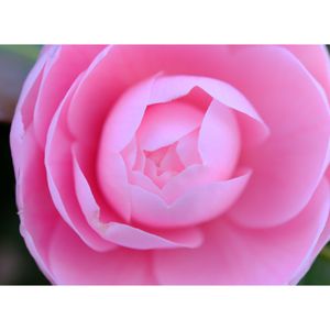 オトメツバキ,広い庭の画像