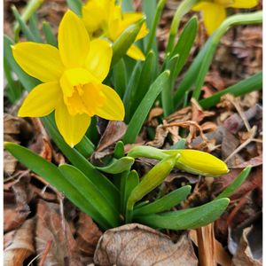 プスキニア,ムスカリ,ムスカリ ホワイトマジック,ムスカリ ホワイトマジック,ミニスイセン テータテートの画像