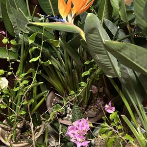 グレヴィレア シルビア,花のある暮らし,バラ大好き,窓辺の植物,ネイティブプランツの画像