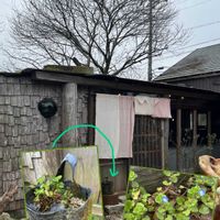 イチゴ,イチゴ,チランジア,チランジア,オオイヌノフグリの画像