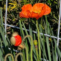 ポピー,ポピー,アイスランドポピー,アイスランドポピー,今先程、殻が落ちた後のポピーの画像